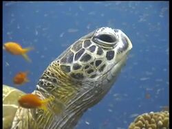 CU Green Turtle, head in profile, zooms out to MS portrait of Green Turtle resting on Coral reef amongst shoals of Glass fish and Anthias, Sipadan, Borneo, Malaysia Stock Footage