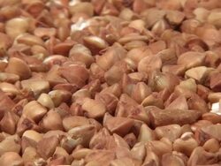 HD, NTSC: Buckwheat (video) Stock Footage