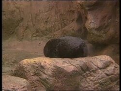 USA - Two rare sea otters nursed back to health News Clip