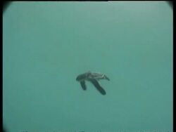 Baby Leatherback turtle (Dermochelys coriacea) swimming in sea, Papua New Guinea Stock Footage