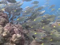 Shoal of Striped Large-eye Breams (Gnathodentex aureolineatus) and Bluelined Snappers (Lutjanus kasmira), Kuda Huraa, North Male Atoll, The Maldives Stock Footage