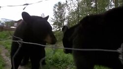 Black bears investigate a wire fence and poke their noses through. Stock Footage