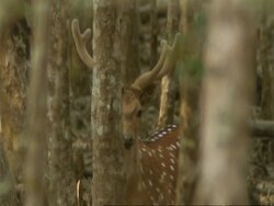 MCU Chital Deer (Axis axis) buck amongst trees, looks to camera, India Stock Footage