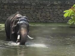 Block Shot Elephant in Water Thrissur Kerala India Stock Footage