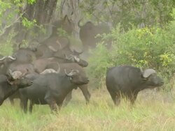 MS TS Shot of Buffalo herd chase male lion into woodland then run off as second male lion observes / Okavango Delta, North West District, Botswana Stock Footage
