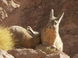 MS Shot of Two Viscacha, Lagidium viscacia young one suckling from mother in high Andes mountains / San Pedro de Atacama, Norte Grande, Chile Stock Footage