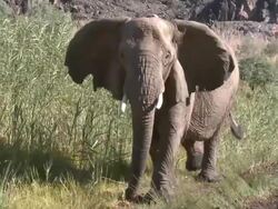 Desert Elephant (Loxodonta africana) with radio collar, Ugab River Basin, Namibia: desert-dwelling population of African Bush Elephant though not distinct subspecies Stock Footage