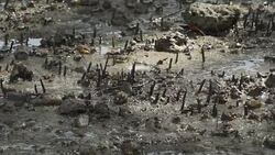 FIDDLER CRAB,Uca vocans Stock Footage