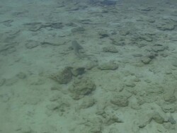 Sharks and Sting Rays Stock Footage