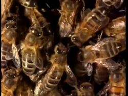Honey bees on honey comb, pan across Stock Footage