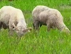 Grazing ram and sheep. Stock Footage