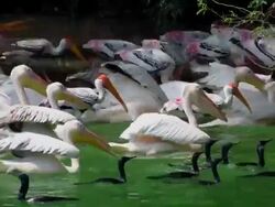 Wetland Stock Footage