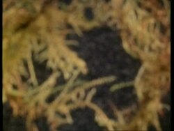 WA Paramecium in weed Stock Footage
