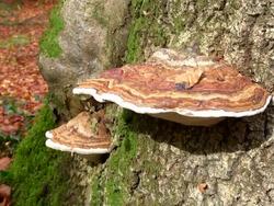 CU Shot of funcal infestation on tree in woodland / Freudenburg, Rhineland Palatinate, Germany Stock Footage