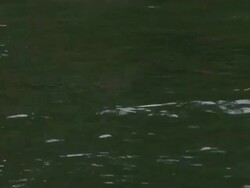 Eagle talons Stock Footage