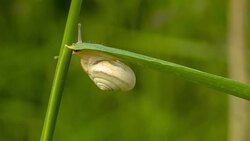 Snail Crawling On Blade Of Grass Stock Footage