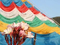Flowers and Tibet prayer flags, HD Stock Footage