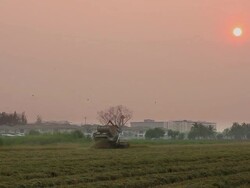 Farmer is harvest rice Stock Footage