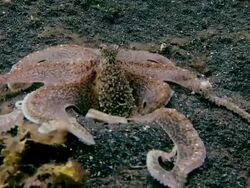 Brown mimic (Octopus sp.), a long-armed octopus. Filmed in the Lembeh Strait, Sulawesi, Indonesia Stock Footage