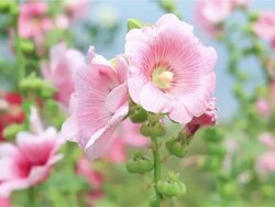 Rose of Sharon Stock Footage