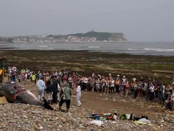 LARGE CROWN WATCH AUTOPSY BY THE ZOOLOGICAL SOCIETY OF LONDON ON A WASHED UP MINKE WHALE Stock Footage