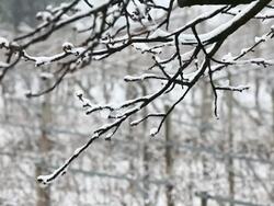 Snowfall, HD Video Stock Footage