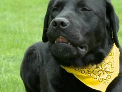 HD SLOW-MOTION: Dog licking lips Stock Footage