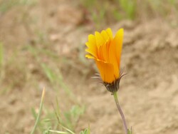 WS View of Unopened flower head of an orange Namaqualand daisy / Namaqualand, Northern Cape, South Africa Stock Footage