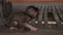 SLO MO Baby Macaque Stock Footage