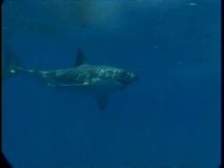 MS Great White Shark swimming above through sunrays in hazy water, high angle, Guadalupe Island, Pacific Ocean Stock Footage