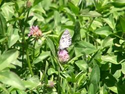 CU Farm of trifolium pratense, clover with butterfly / Serrig, Rhineland-Palatinate, Germany Stock Footage