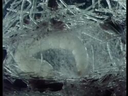 Flea Larva in silk cocoon, archive, CU Stock Footage