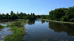 River in forest Stock Footage