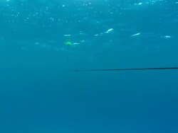 Fishing line, hook line, hook and bait, float, underwater, Bahamas  Stock Footage