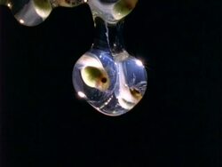 Red-eyed tree frog tadpole, cu hatches/falls in water drop.  Panama. Stock Footage