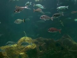 fish in the big aquarium Stock Footage