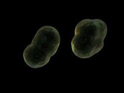 Cell division Stock Footage