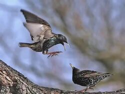 MS SLO MO Common starling (sturnus vulgaris) adults fighting in flight / Vieux Pont, Normandy, France Stock Footage