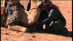 Tourists learn the art of camel riding ++REPLAY++ News Clip