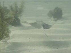 Sting ray dives towards sand Stock Footage