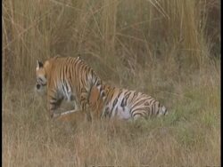 MS Royal Bengal Tiger, Panthera tigris tigris, and cub lying on grass, mother yawns, cub walks into grass, Bandhavgarh National Park, India Stock Footage
