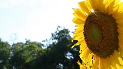 sunflower and sun Stock Footage