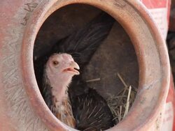 Chicken in jar is Relaxing. Stock Footage