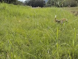 Dog play bone Stock Footage
