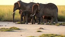 Elephants watching resting calfs Stock Footage