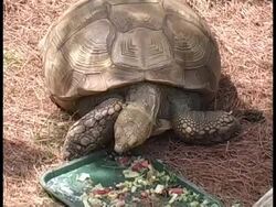 Galapagos Turtle Eating Stock Footage