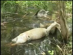 Alligator in swamp bites dead carcass's tail, thrashes in water, Brazos Bend State Park, Texas, USA Stock Footage