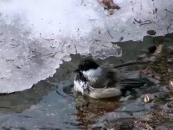 MS ZI Black backed chickadee bathing in puddle during winter / Tweed, Ontario, Canada Stock Footage
