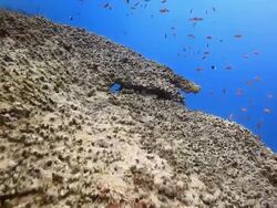 Coral And Fish Stock Footage