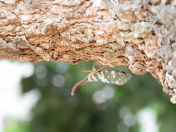 Fulgora candelaria Linnaeus Stock Footage